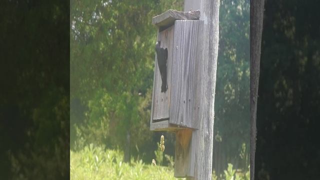 Mother Tree Swallow At The Birdhouse #shorts смотреть онлайн