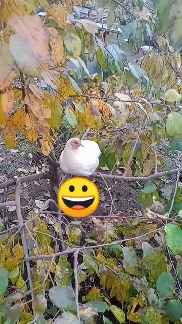 Птицы счастья 😀 смотреть онлайн