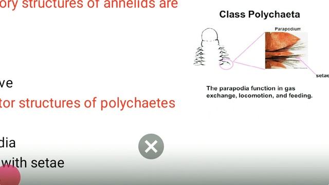 Animal kingdom PHYLUM- ANNELIDA question set by BIOLOGY TRIUMPHANTS смотреть онлайн