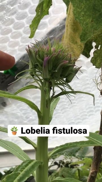 Rare giant Lobelia flower #shorts смотреть онлайн