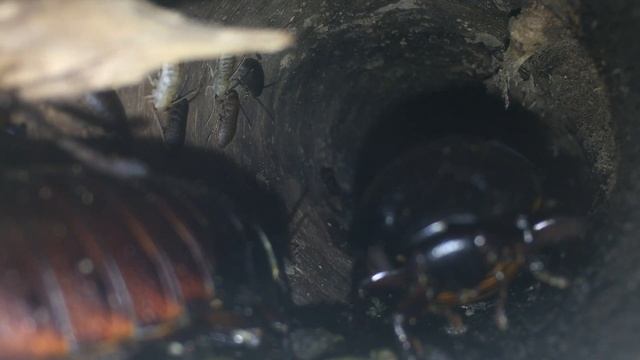 One of my Madagascar Hissing Cockroaches (Gromphadorhina portentosa) had her first bundle of nymphs смотреть онлайн