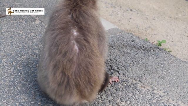 ミルクを求めて癇癪爆発！猿の赤ちゃんのラブリーな抗議活動 / monpai monyet 小猿 子ザル 高崎山自然動物園 モンキー SNOW MONKEY смотреть онлайн