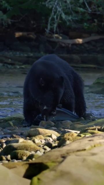 Black Bears Catching Fish on Vancouver Island BC. #wildlife смотреть онлайн