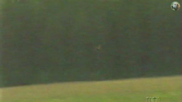 Состязания собак. Легавые. смотреть онлайн