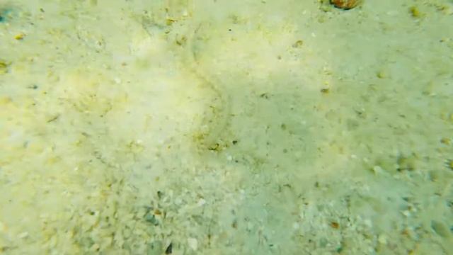 koh lipe — pipe fish смотреть онлайн
