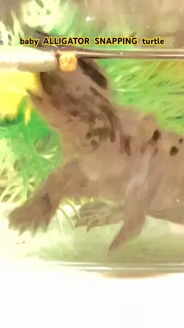 Hungry cute ALLIGATOR SNAPPING TURTLE bought online from “Loggerhead Acres Turtle Farm & Ranch” смотреть онлайн