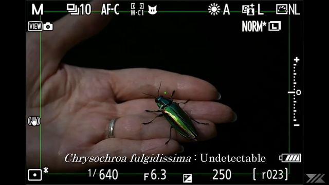 Nikon Z9 : Animal detection : Chrysochroa fulgidissima смотреть онлайн