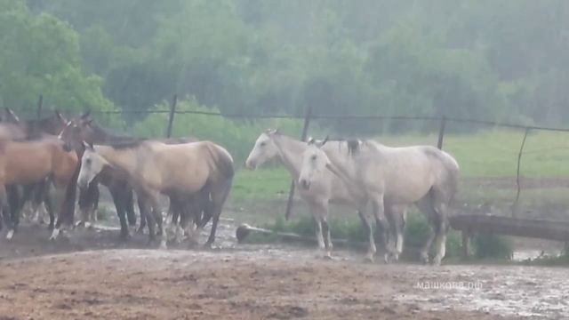Horses. Табун лошадей под дождём. Ахалтекинские лошади - ахалтекинцы - Шаэль. Herd of horses, rain смотреть онлайн