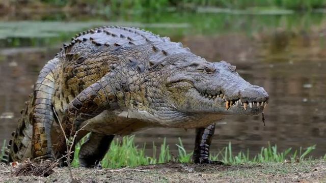 Crocodile At The Waterhole смотреть онлайн