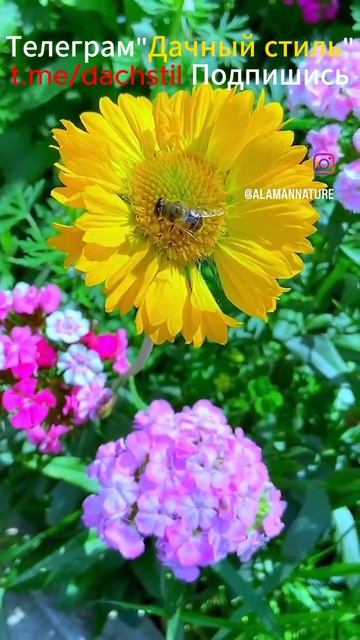 Цветы и пчёлы #beekeeper смотреть онлайн