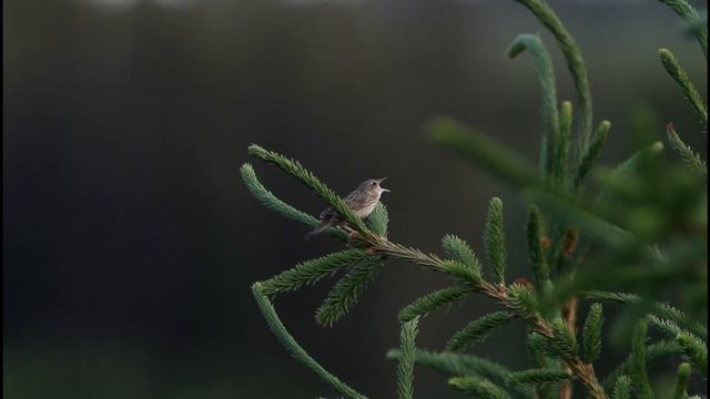Lanceolated warbler Bleckåsen Jämtland Sweden 20110628 смотреть онлайн