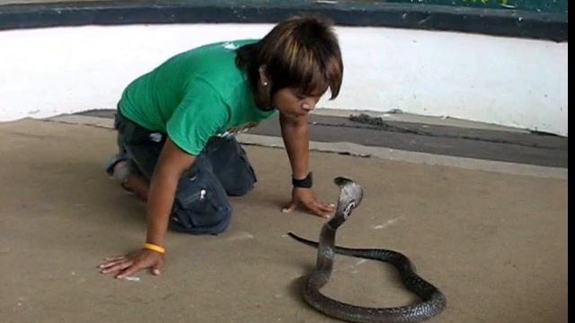 Поцелуй кобры.wmv смотреть онлайн