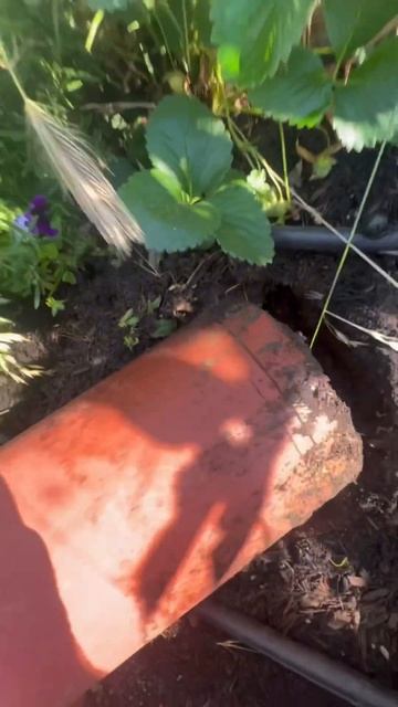 How to use an in ground compost? How to compost? How to compost worms? How to vermicompost? #compos смотреть онлайн