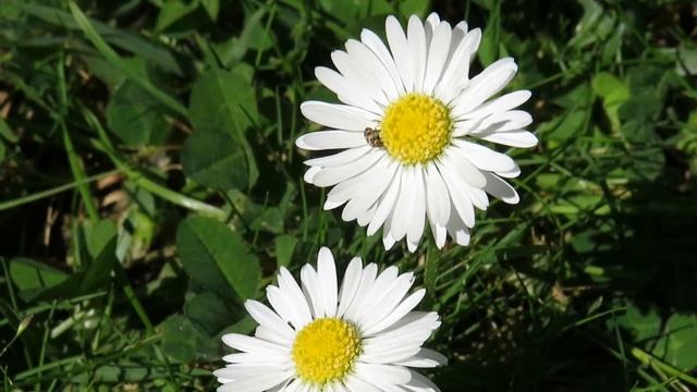 Little brown beetle on a daisy flower смотреть онлайн