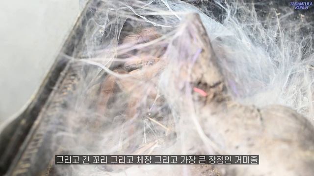 아시아의 골리앗 버미즈 브라운/Chilobrachys andersoni смотреть онлайн