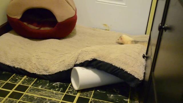 Ferret Sneak Attack! King of the Hill смотреть онлайн