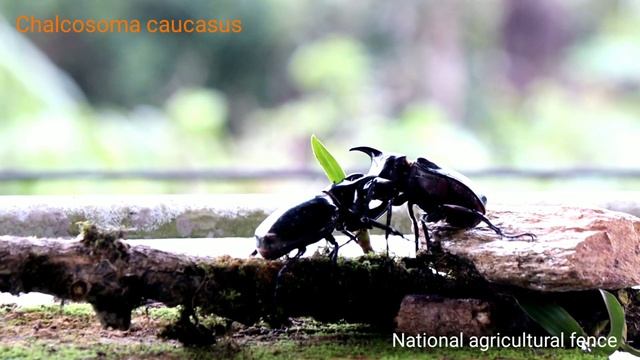 สามเขาจันทร์Chalcosoma caucasusเขาชนกัน#หลอดไฟเปิดล่อแมลงML 250w Philipsหน้าจอกดเลือกชื้อได้เลย смотреть онлайн