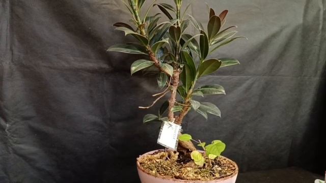 √5 фикус Мелани 114 (Бонсай)