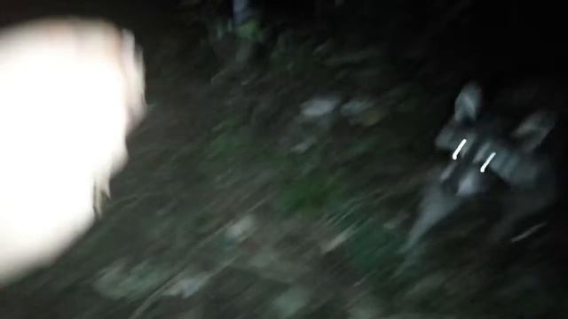 Енот в геленджикском лесу смотреть онлайн