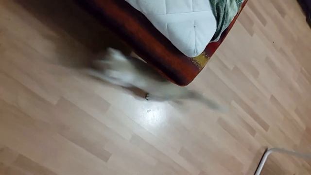 Кот vs человек)) смотреть онлайн