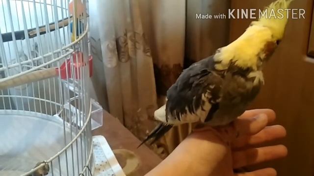 Корелла Тимоша//Новый питомец в доме. смотреть онлайн