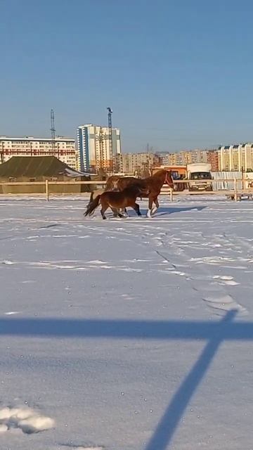 Это наша банда смотреть онлайн