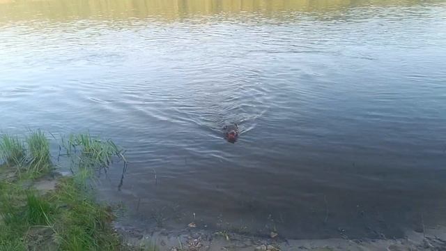 игровая мотивация для питбуля,настоящий питбуль должен быть только таким без агрессии к людям