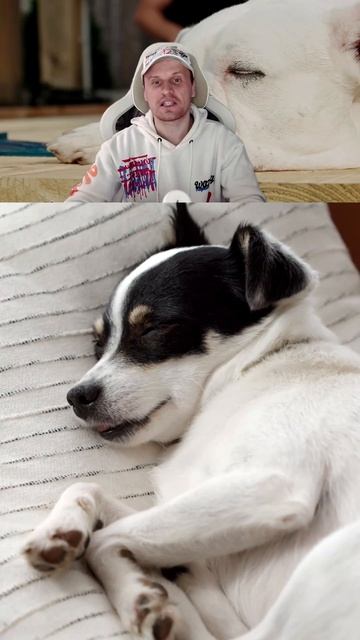 Секреты Сна в Животном Мире 🌙✨ смотреть онлайн