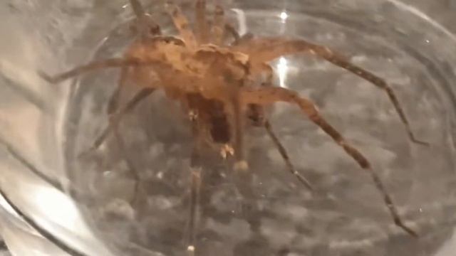 Yet another 2 male Zoropsis spinimana - London - UK смотреть онлайн