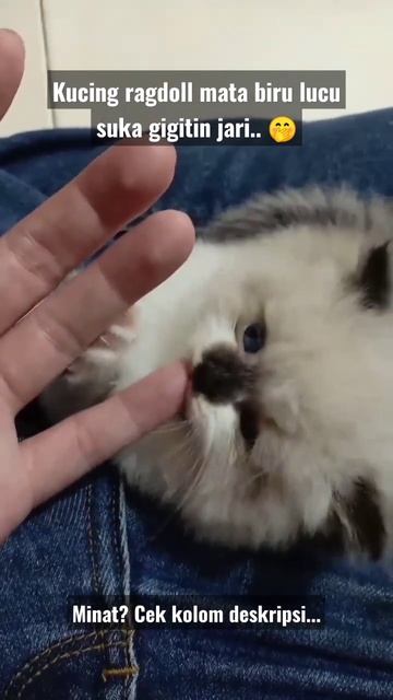 Kucing ragdoll mata biru lucu suka gigitin jari смотреть онлайн