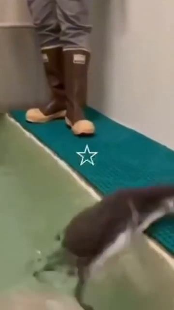 🐾🐾🐾😏😘😘😘💙💛😅🇺🇦 смотреть онлайн