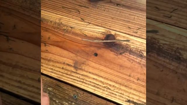 DIY BUDGET FLOATING DUCK HOUSE!! смотреть онлайн