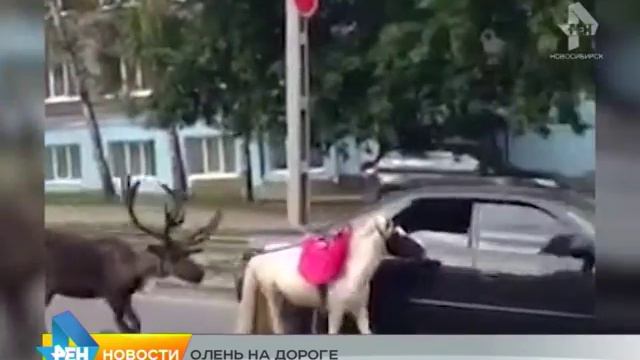 Сюжет от 19.08.2015 выгуливали оленей смотреть онлайн