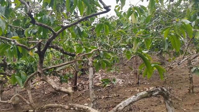 1,943 sqm residential Farm lot with dry creek | amadeo cavite. смотреть онлайн