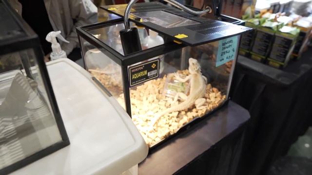 GREBEK PAMERAN HEWAN TERLENGKAP SETELAH PPKM DIIBU KOTA JAKARTA! смотреть онлайн