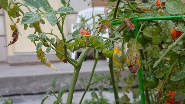 Manduca Sexta eating смотреть онлайн