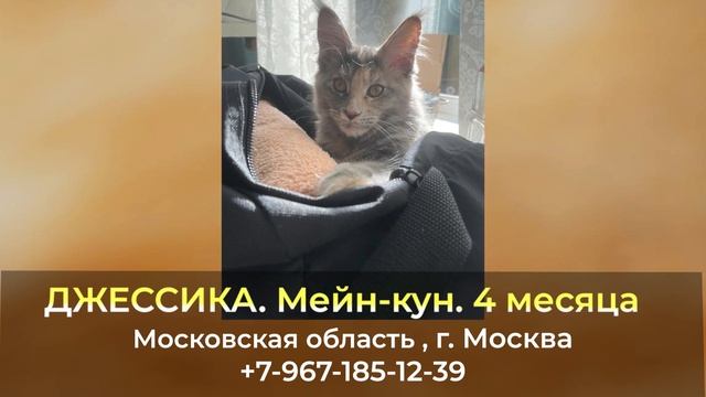 Пропала кошка ! ДЖЕССИКА , Мейн-кун , Московская область , г. Москва смотреть онлайн