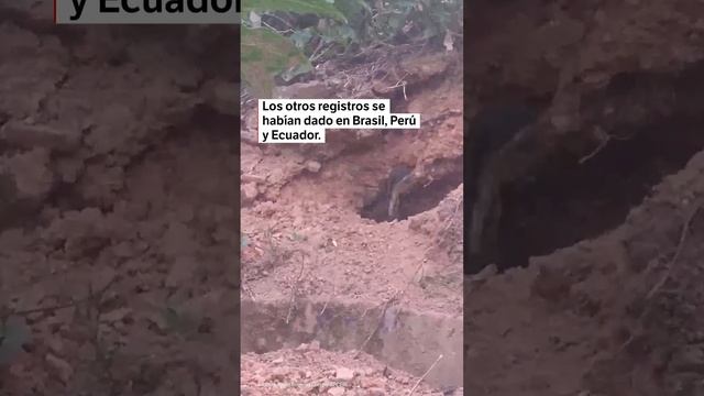 En Bolivia, grabaron primer video de una comadreja amazónica, una de las más raras | El Espectador смотреть онлайн