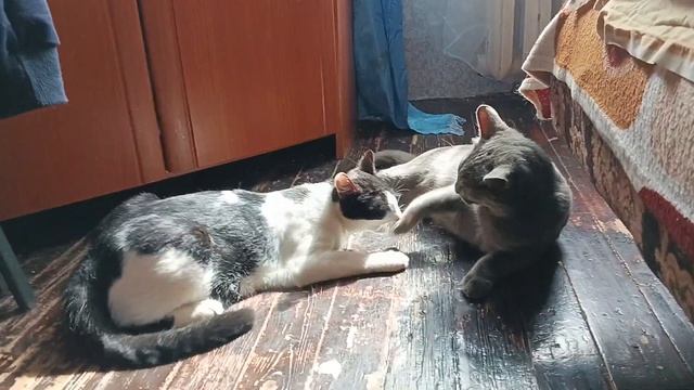 задиристая гидра смотреть онлайн