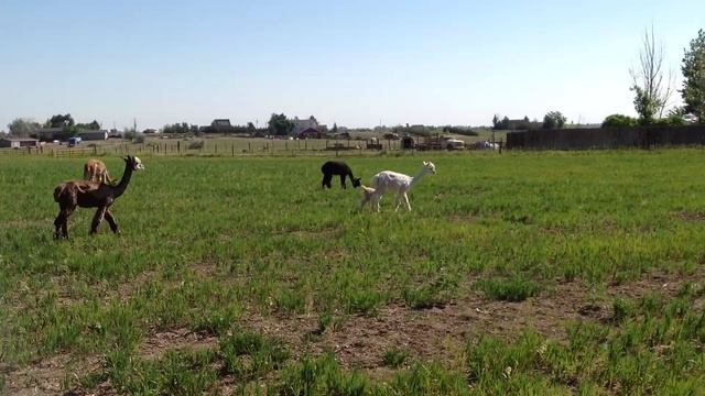 Nine-day old cria (baby alpaca) running happily смотреть онлайн