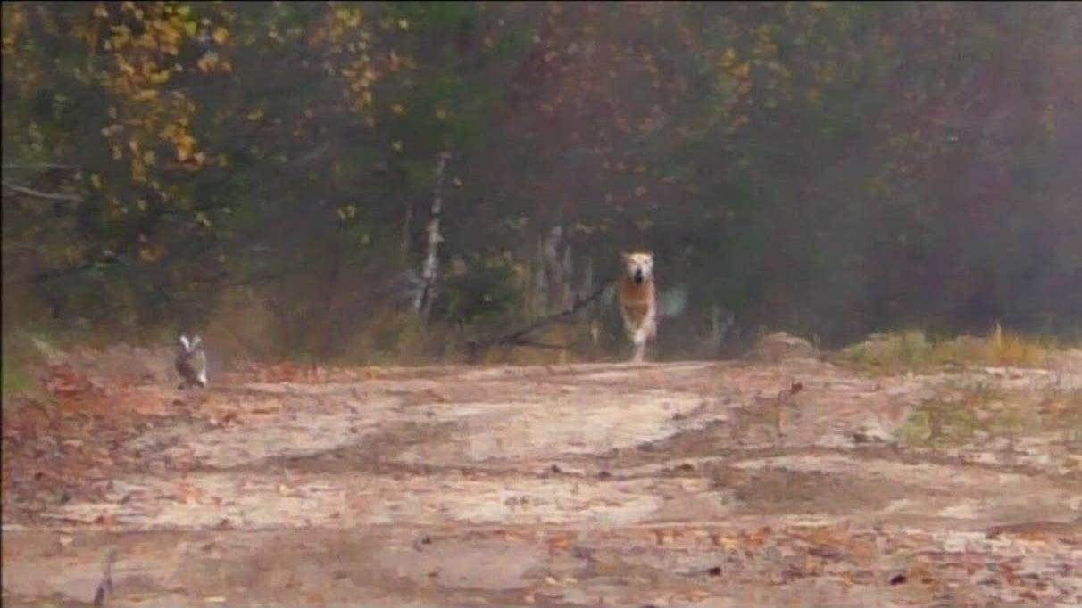 ОХОТА НА ДОРОЖНОГО ЗАЙЦА.РГ ч.п/ч. Сигнал (Плакуня), Аргон и Лайма вл. Шатров В.А.#охо#топ#hunting смотреть онлайн