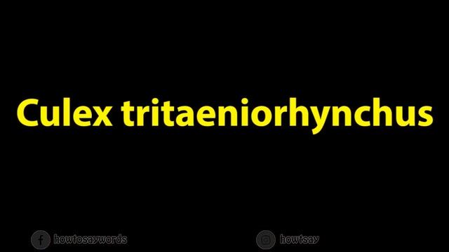 How to Pronounce Culex tritaeniorhynchus смотреть онлайн
