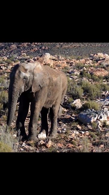 Mammoths Extinction Causes All You Need to know смотреть онлайн