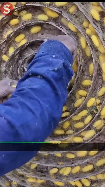 कीड़ों को मारकर बनता है रेशम। SILK thread is made from these insects। #youtubeshorts смотреть онлайн
