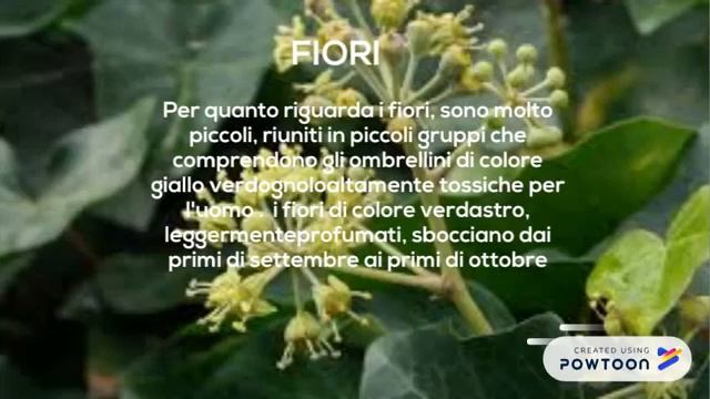 Hedera helix смотреть онлайн