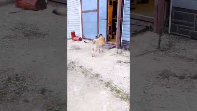 Варя и Оля после тренировки 🙃 смотреть онлайн