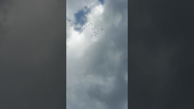 Голуби Николаевские жуки смотреть онлайн