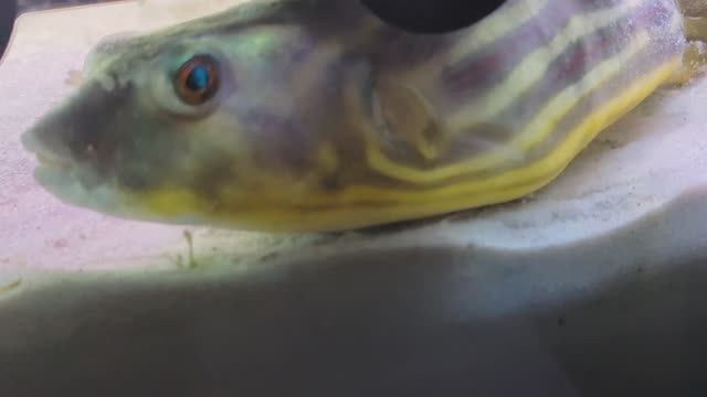 Tetraodon Lineatus / тетрадон фахака
гладим тетрадона.