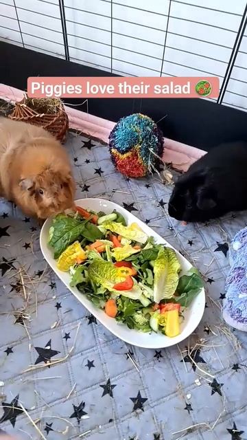 piggies love the salad 💗#guineapig #salad #guineapigeating смотреть онлайн