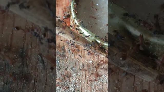 Black crazy ants Vs Tetramorium смотреть онлайн